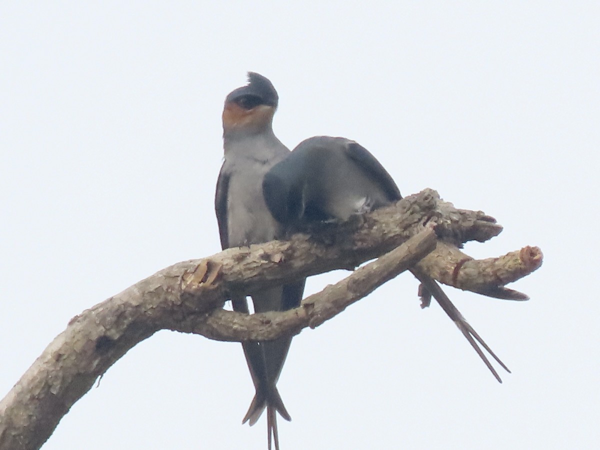 Crested Treeswift - ML614842765