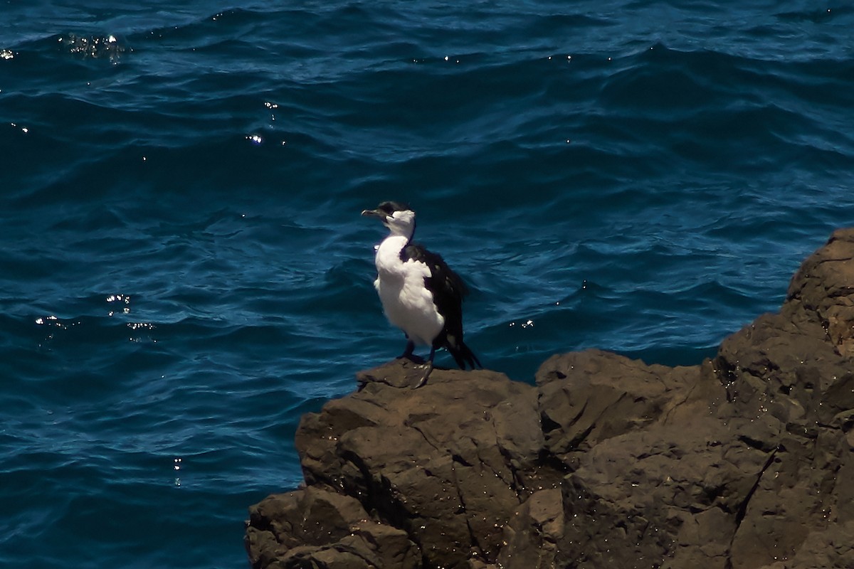 Black-faced Cormorant - ML614842770