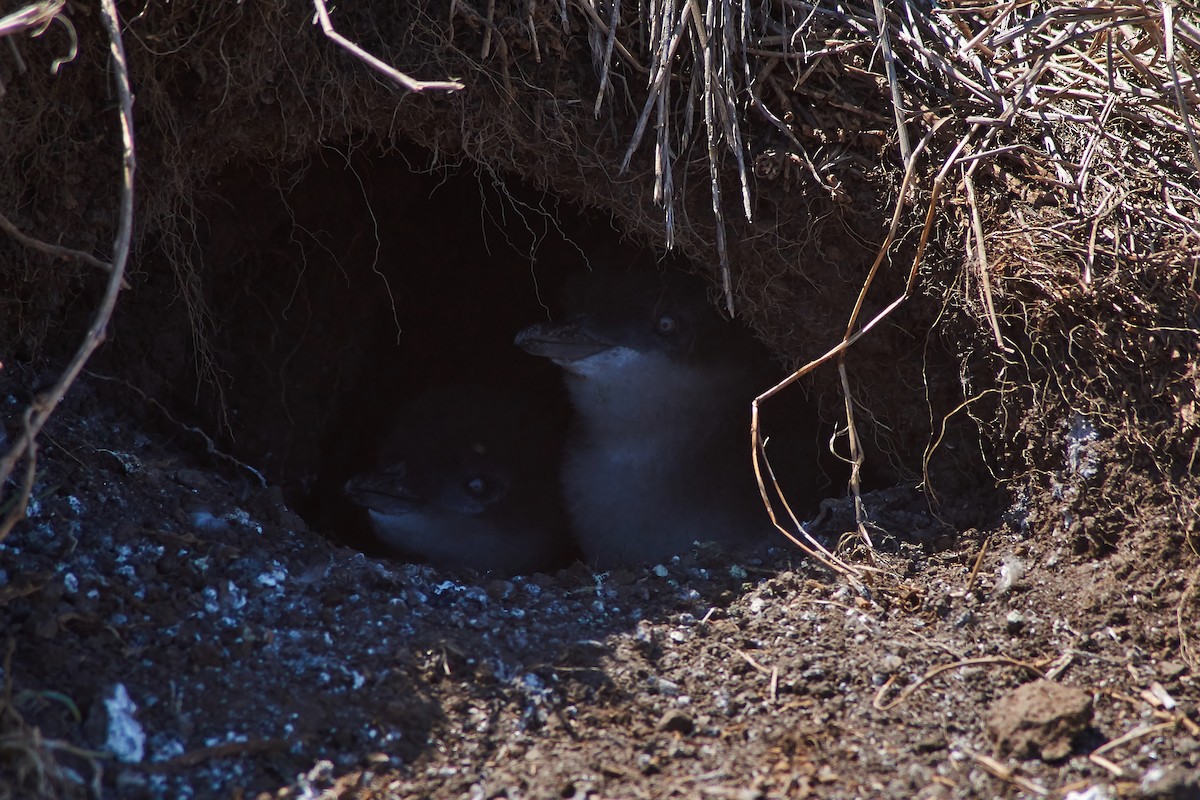 Little Penguin - ML614842779