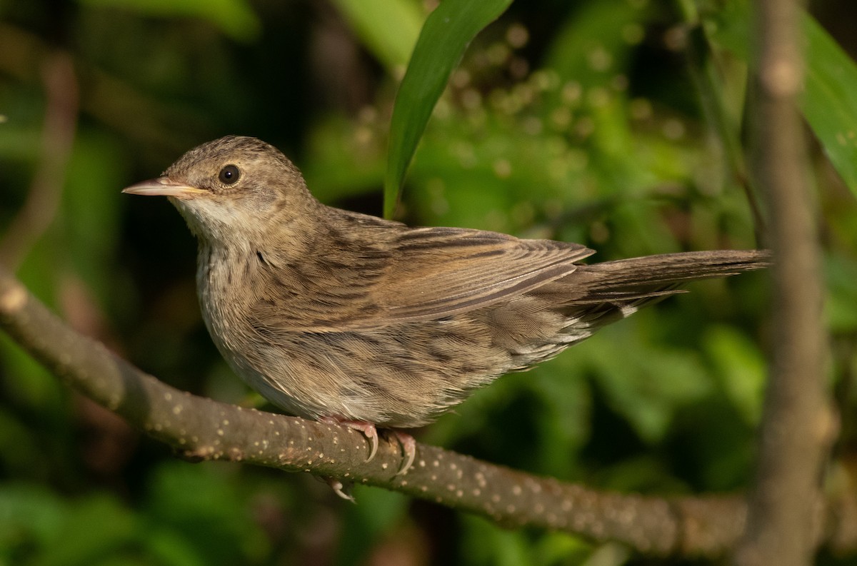 Common Grasshopper Warbler - ML614842786