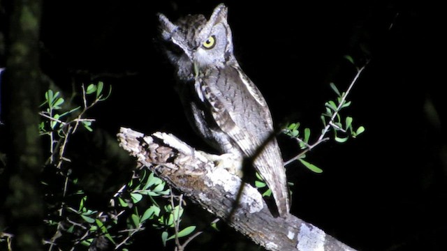 Eastern Screech-Owl (McCall's) - ML614842801