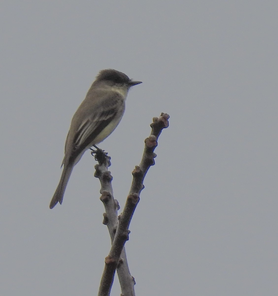 Eastern Phoebe - Patty Leslie Pasztor