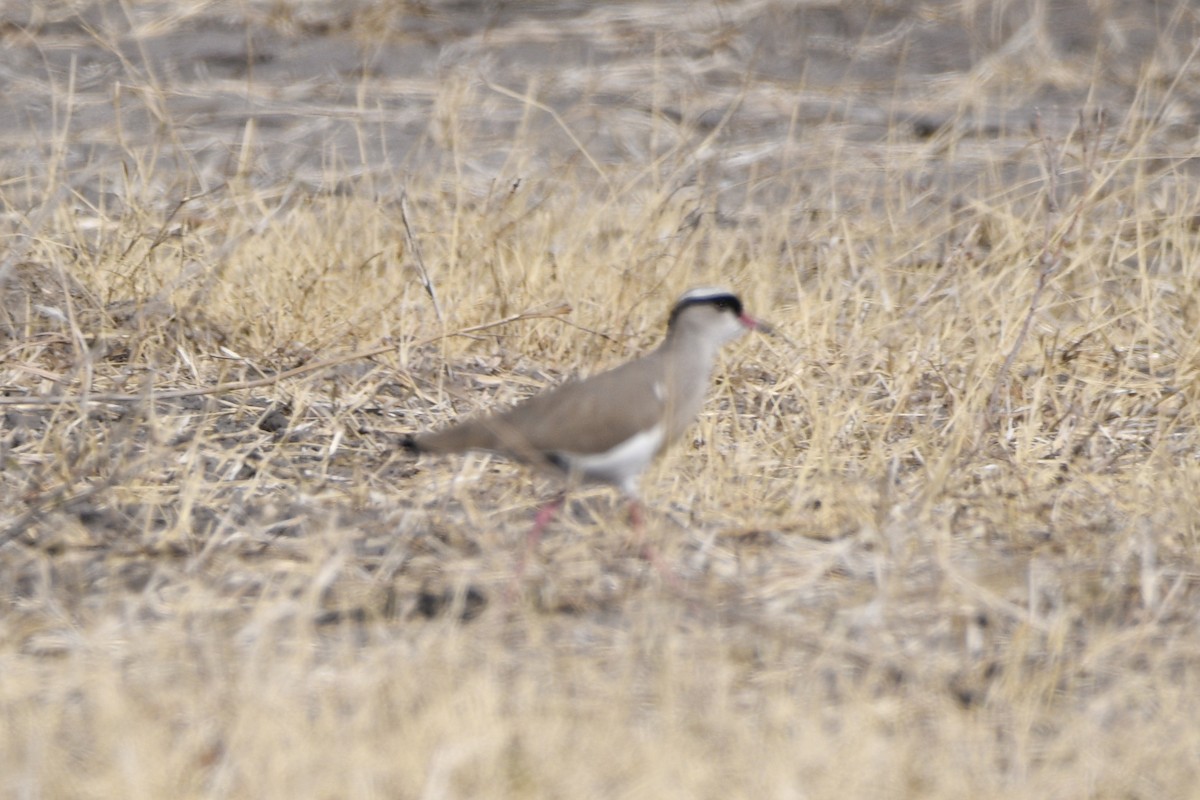 Crowned Lapwing - ML614842818