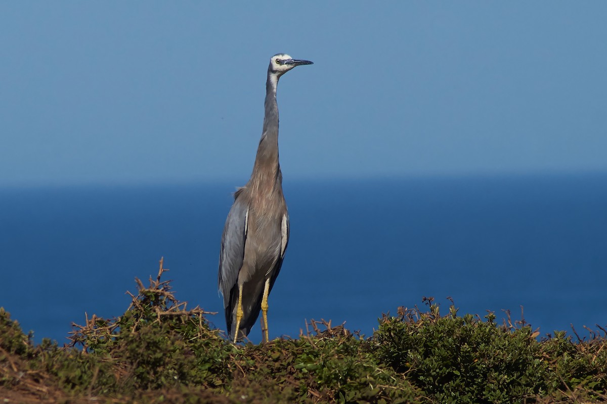 White-faced Heron - ML614842821