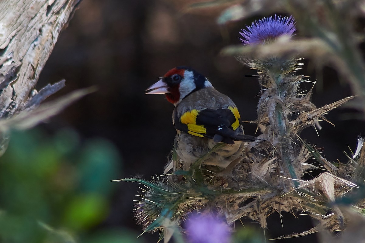 European Goldfinch - ML614842830