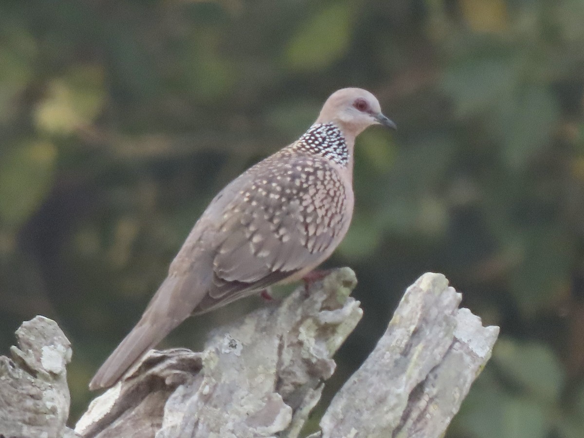 Spotted Dove - ML614842850