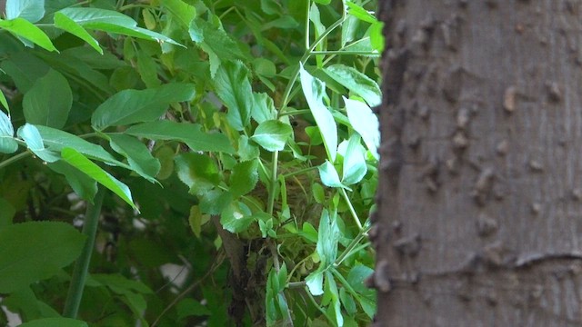 Lazuli Bunting - ML614842942