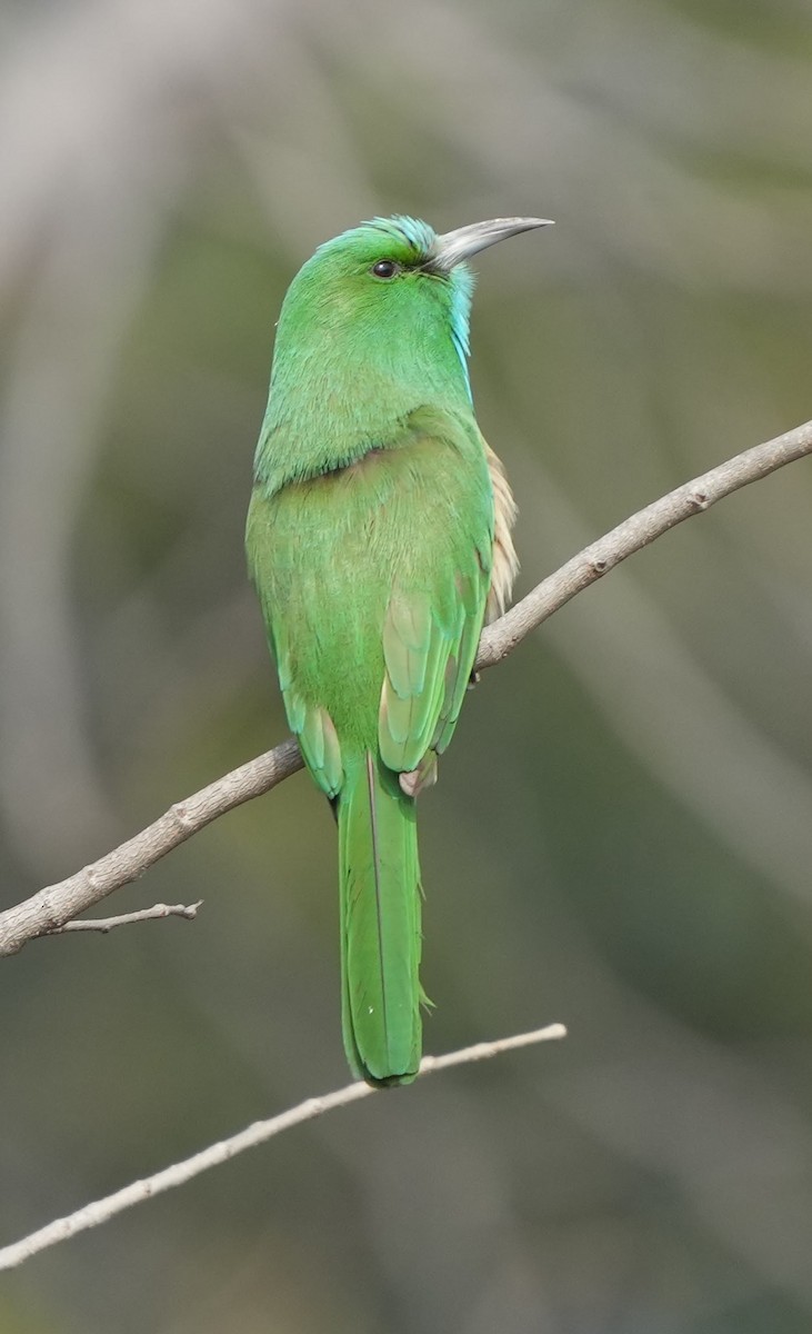 Blue-bearded Bee-eater - ML614842992