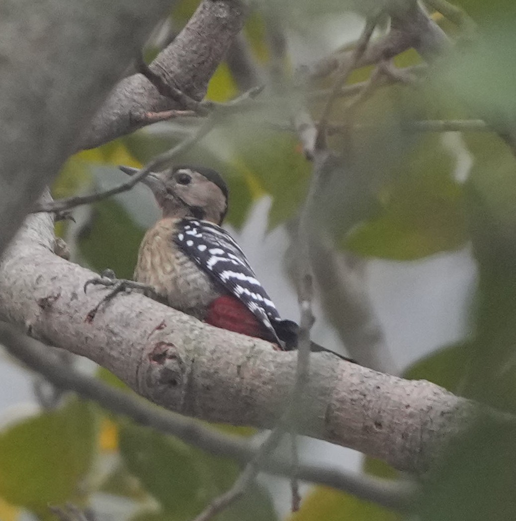 Fulvous-breasted Woodpecker - ML614842999