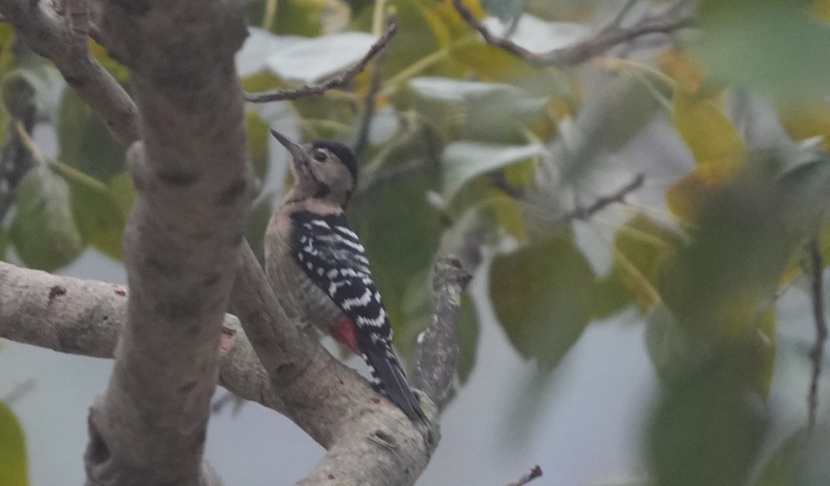 Fulvous-breasted Woodpecker - ML614843000
