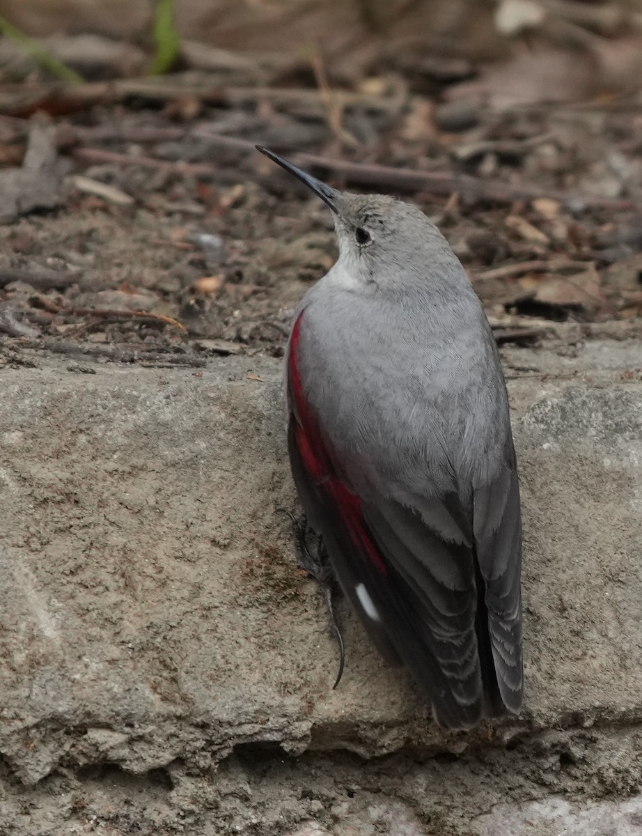 Wallcreeper - ML614843011