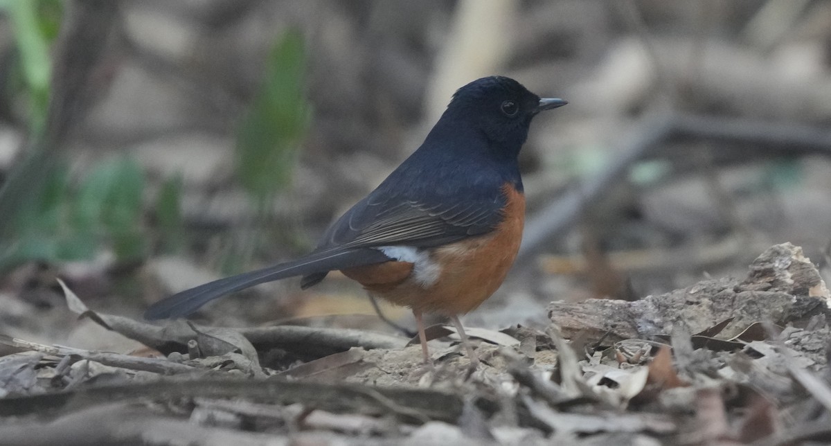 White-rumped Shama - ML614843018