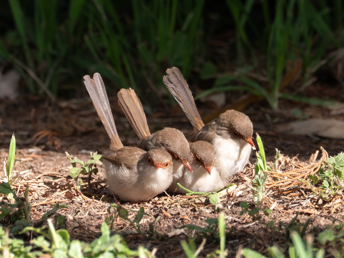 Superb Fairywren - Sheree Jeldosev