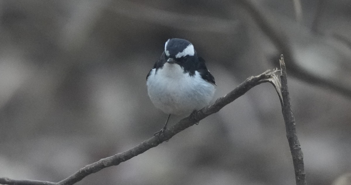 Little Pied Flycatcher - ML614843025