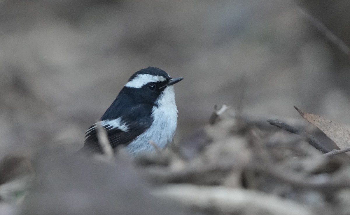 Little Pied Flycatcher - ML614843026