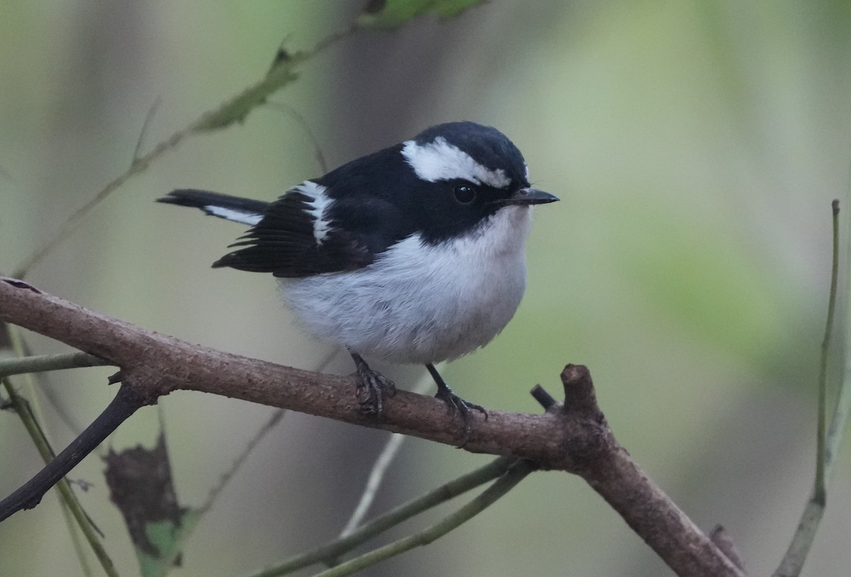 Little Pied Flycatcher - ML614843027