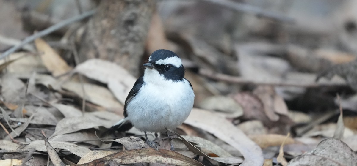 Little Pied Flycatcher - ML614843028