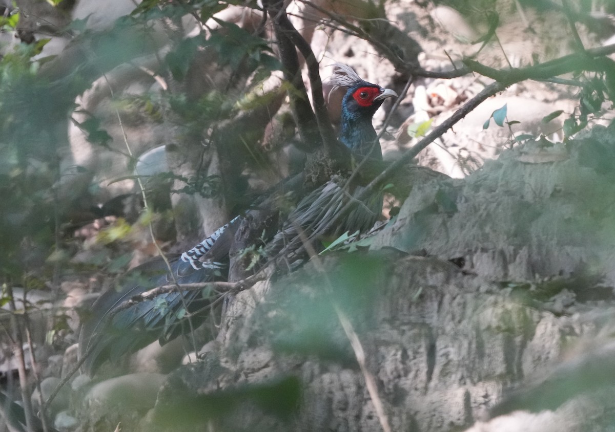 Kalij Pheasant - ML614843059