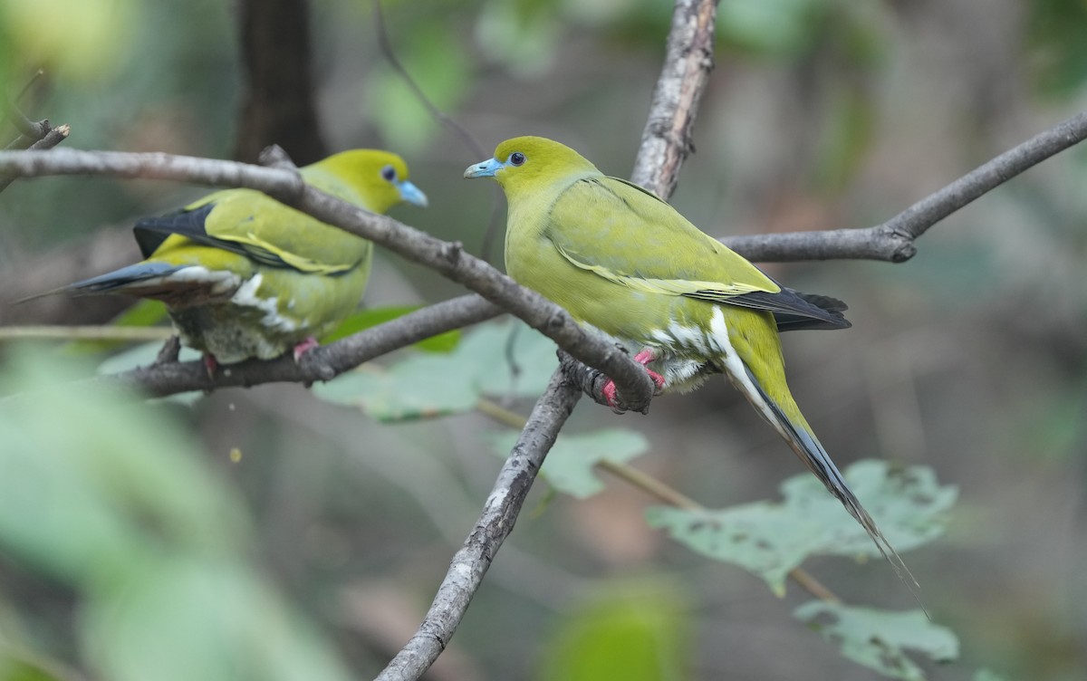 Pin-tailed Green-Pigeon - ML614843081