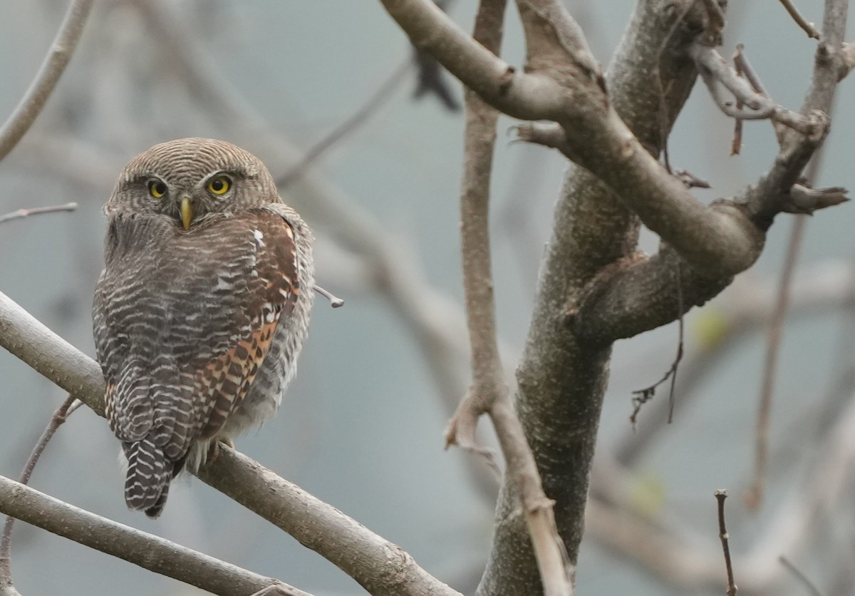 Jungle Owlet - ML614843083