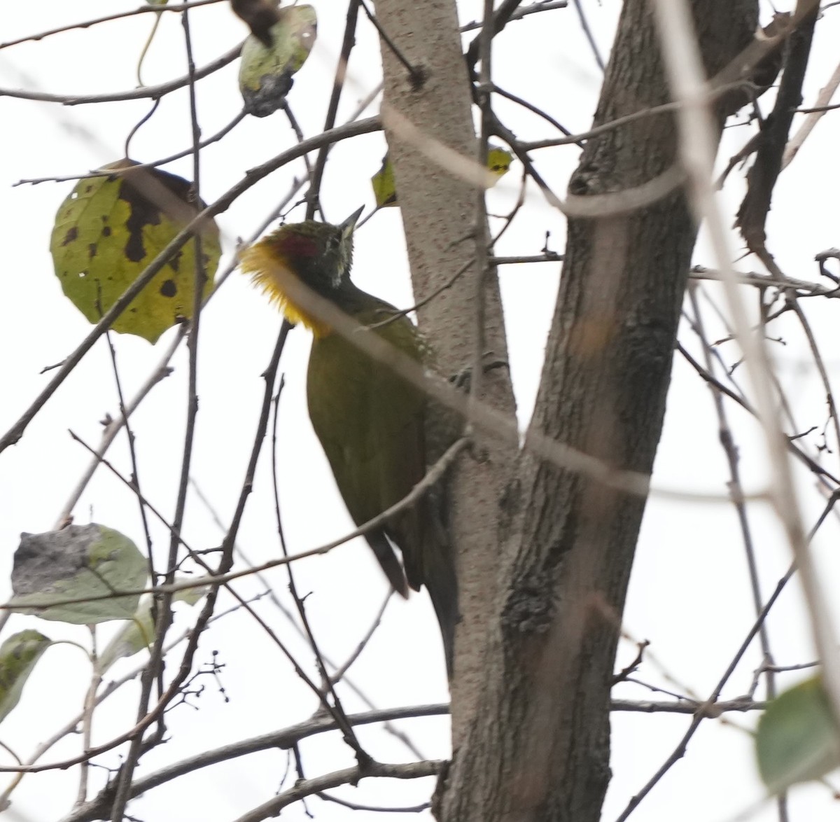 Lesser Yellownape - ML614843084