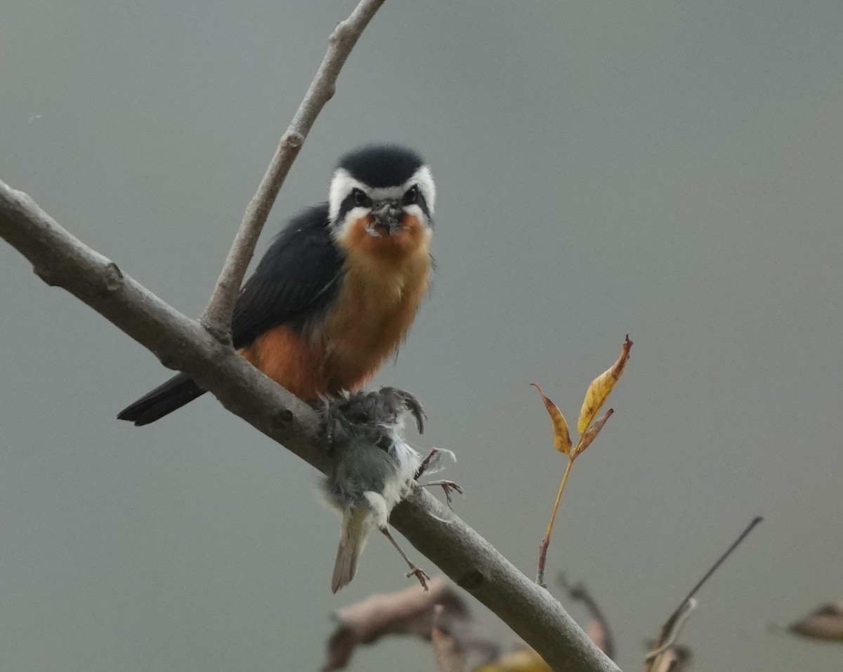 Collared Falconet - ML614843087