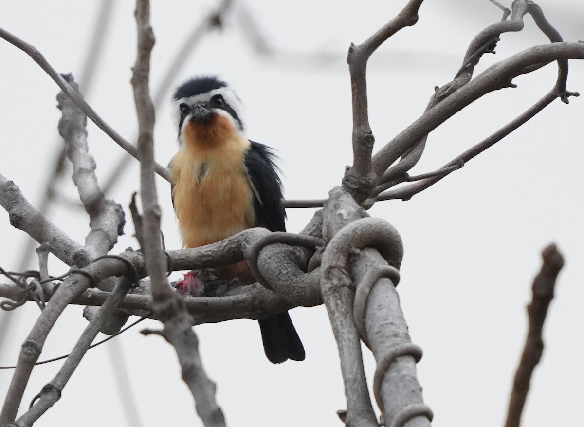 Collared Falconet - ML614843088