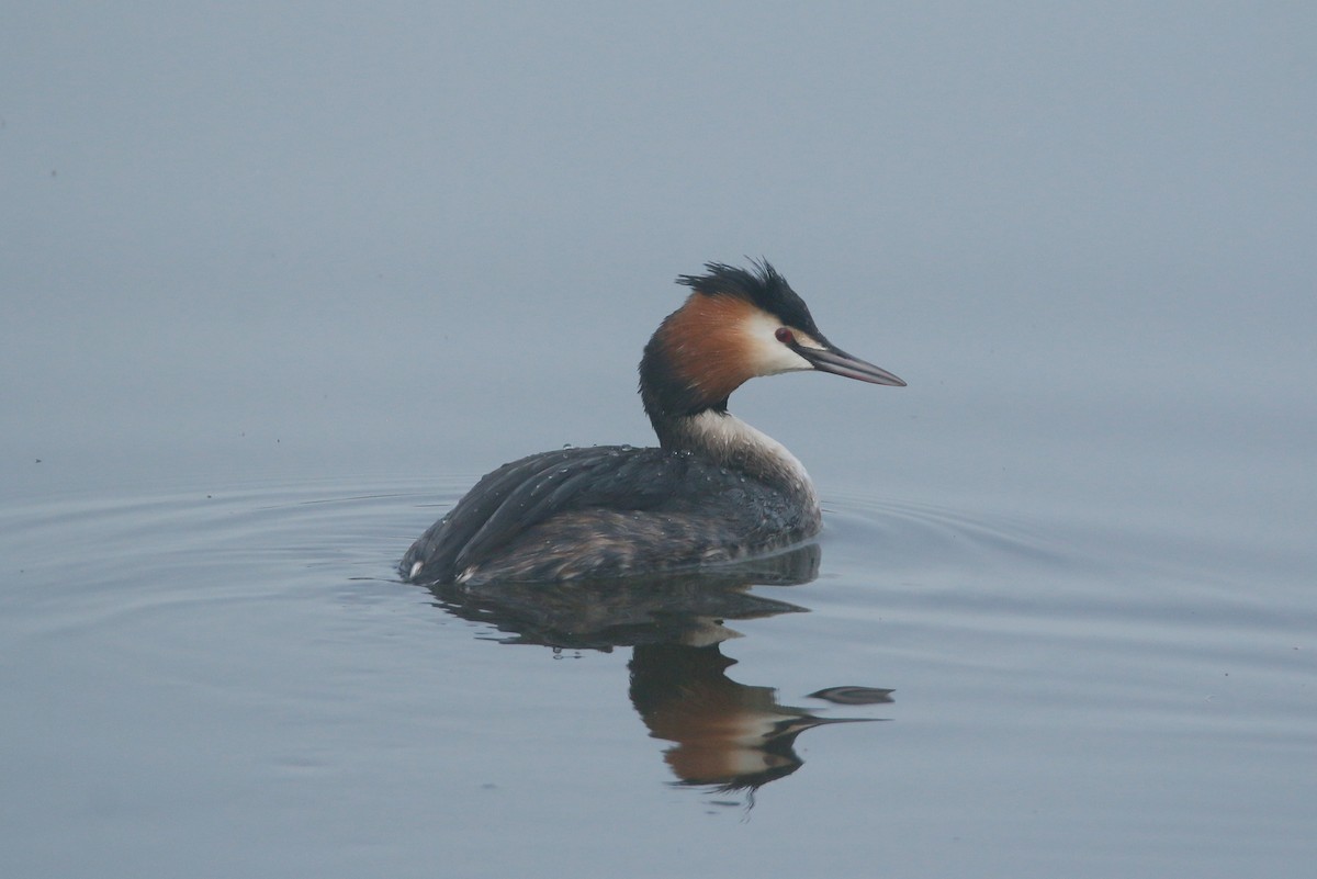Great Crested Grebe - ML614843094