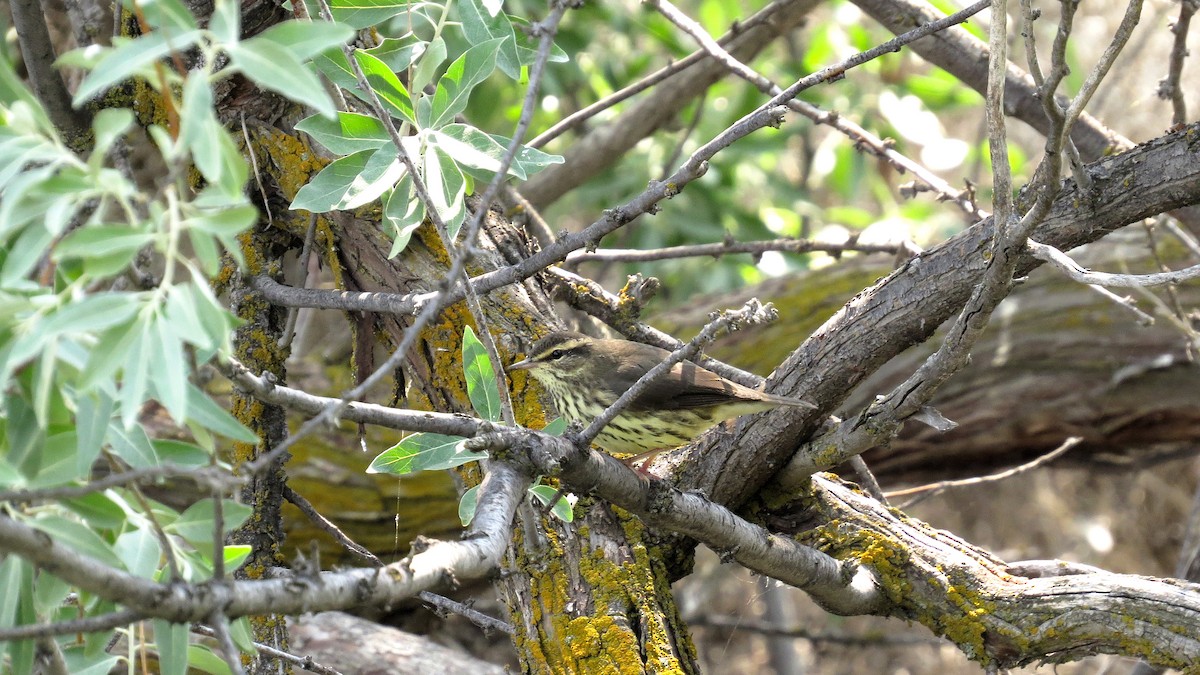 Northern Waterthrush - ML614843102