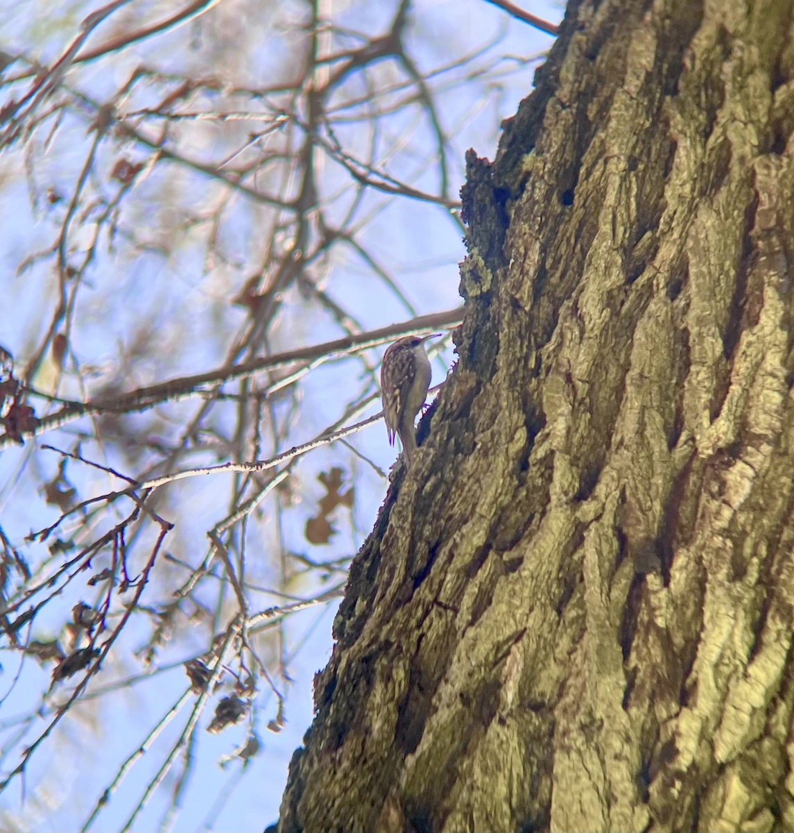 Brown Creeper - Valerie Contreras