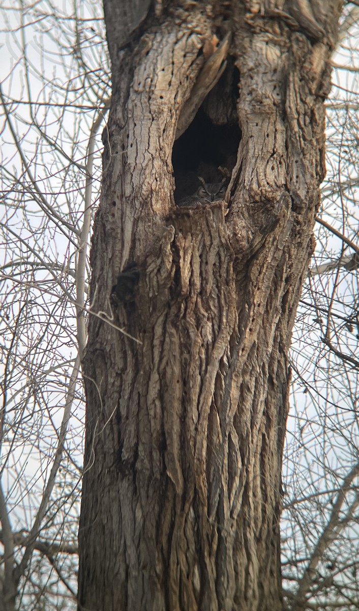 Great Horned Owl - ML614843124