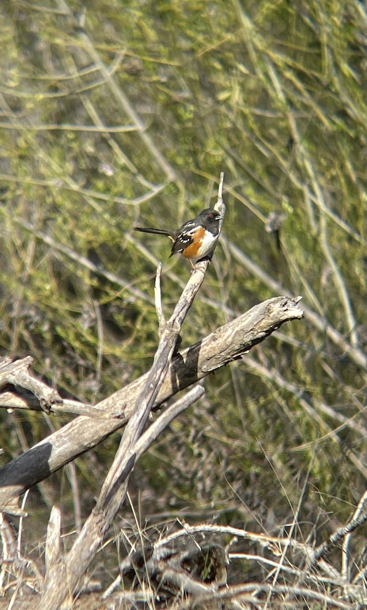 Spotted Towhee - Valerie Contreras
