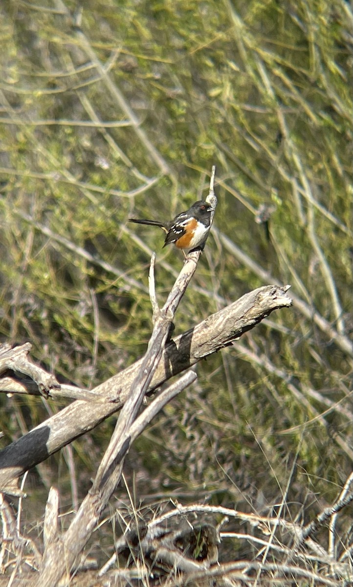 Spotted Towhee - ML614843128