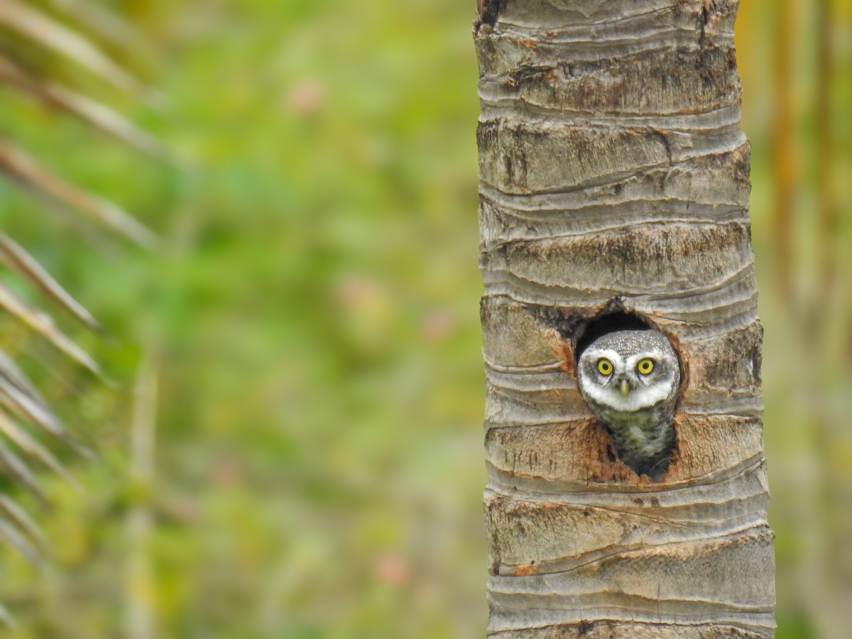 Spotted Owlet - ML614843150