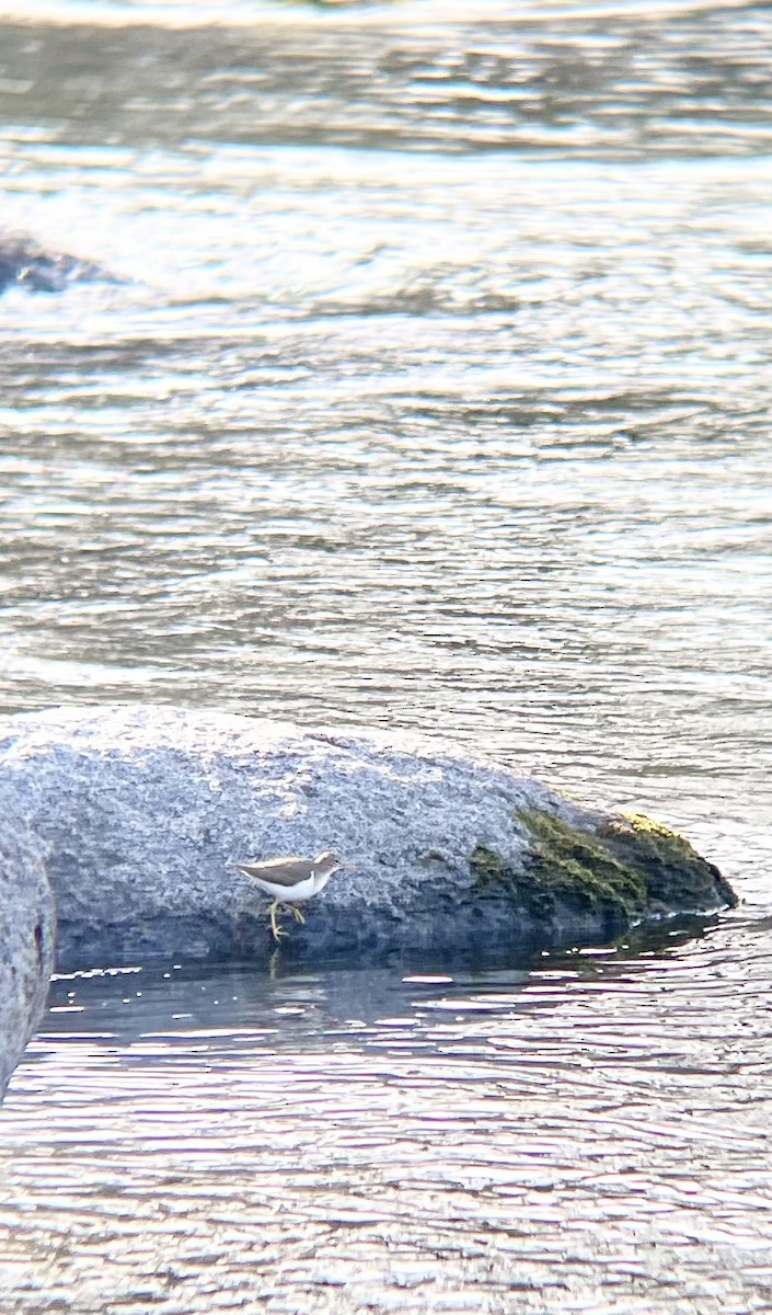 Spotted Sandpiper - ML614843172