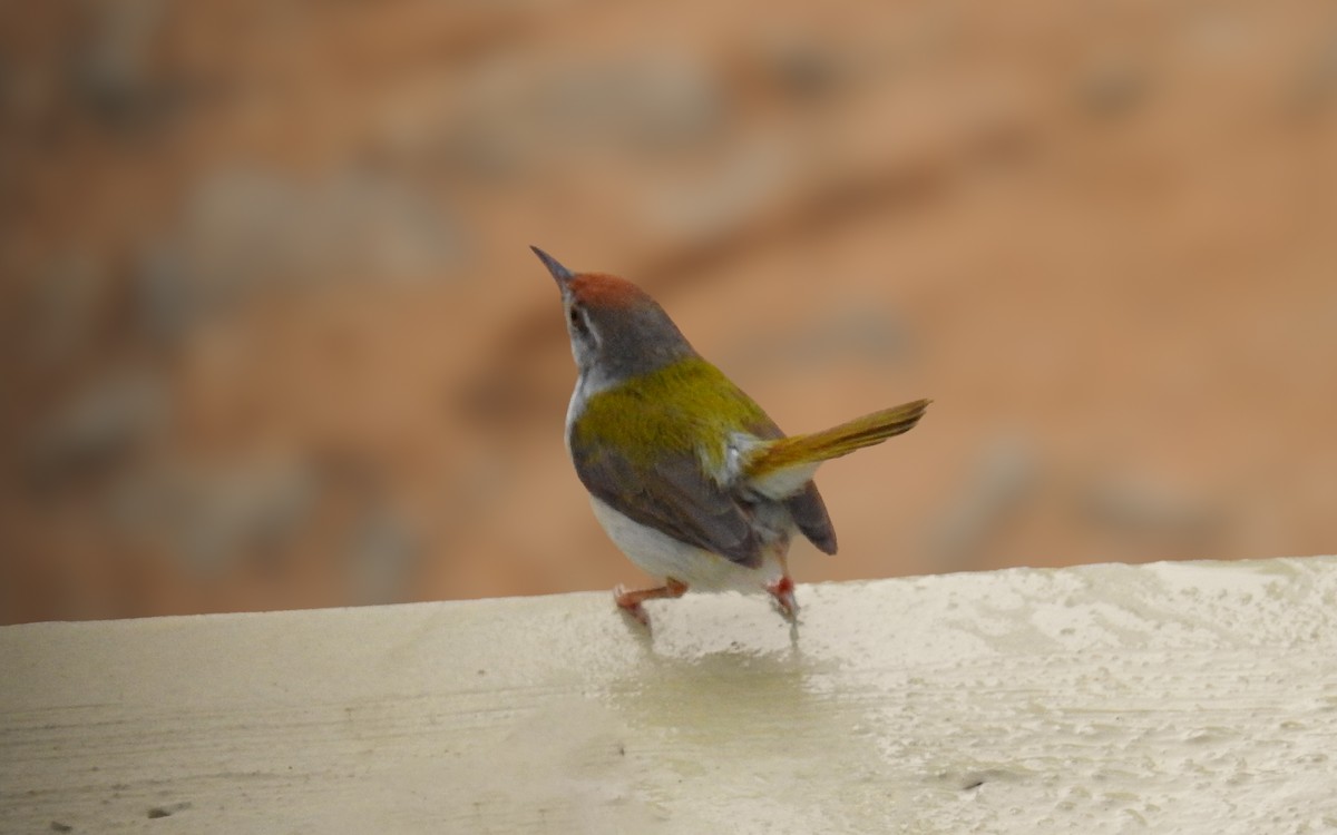Common Tailorbird - ML614843250