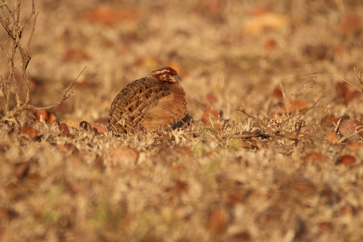 Jungle Bush-Quail - ML614843251