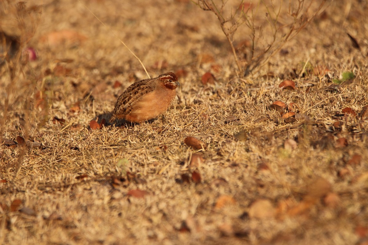 Jungle Bush-Quail - Danny Byrne