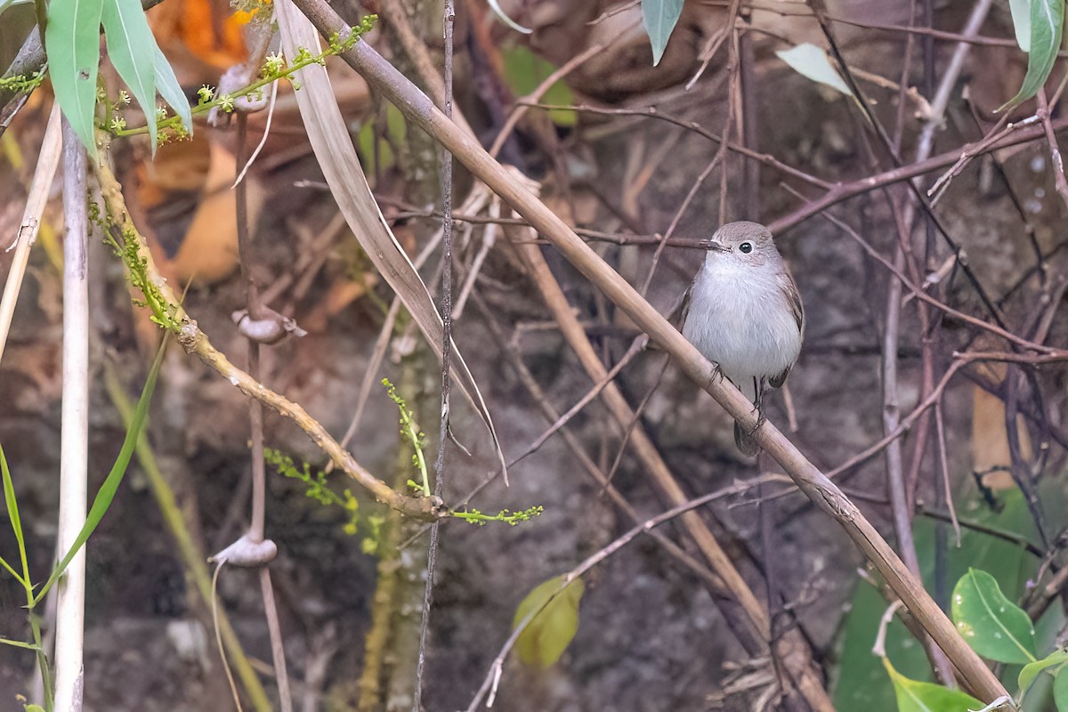 Taiga Flycatcher - ML614843265