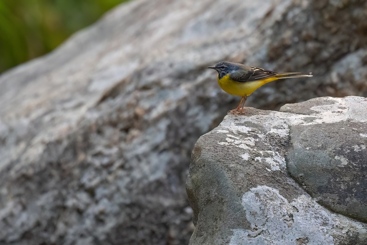 Gray Wagtail - ML614843277