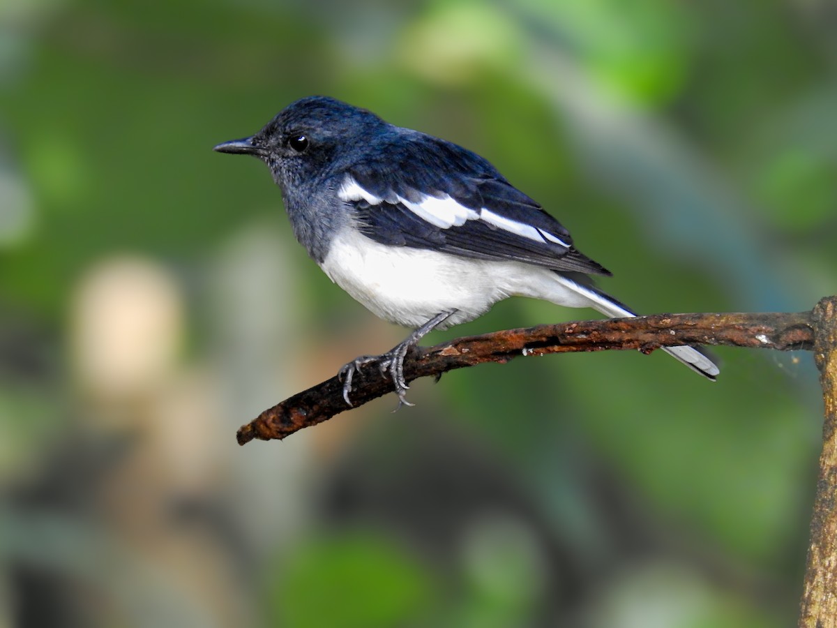 Oriental Magpie-Robin - ML614843373