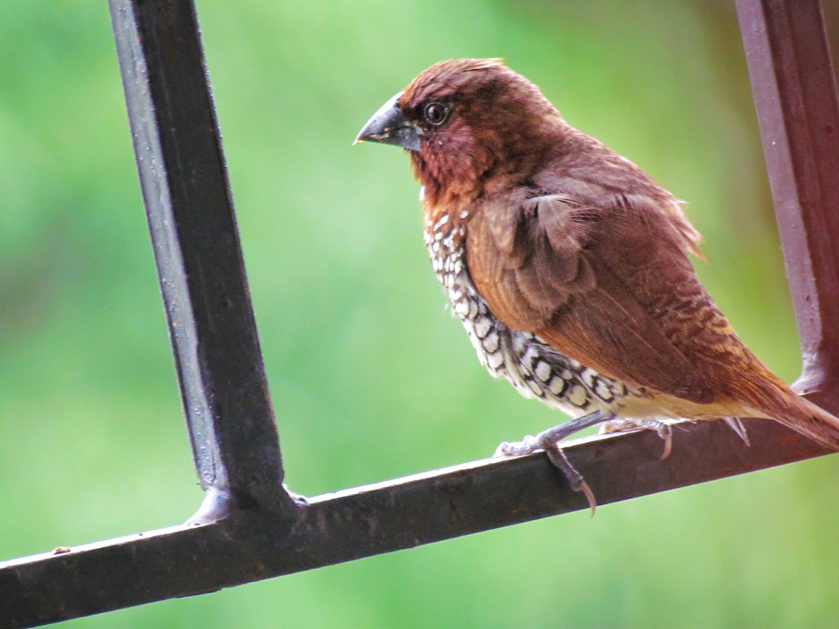 Scaly-breasted Munia - ML614843393