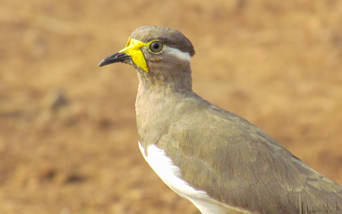Yellow-wattled Lapwing - ML614843458
