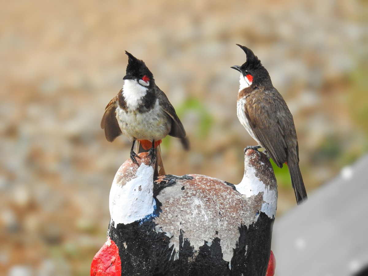 Red-whiskered Bulbul - ML614843521