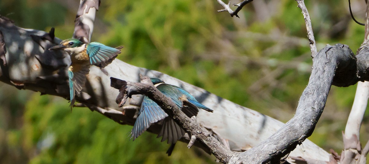 Sacred Kingfisher - ML614843554