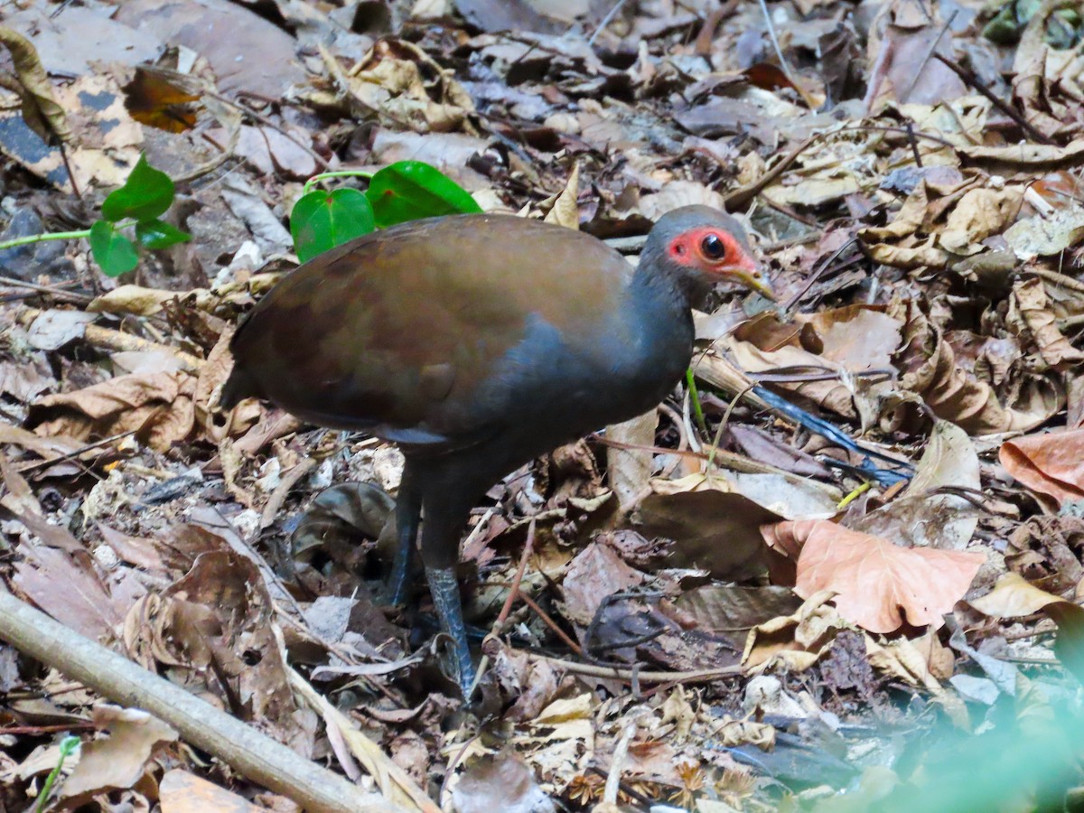Philippine Megapode - ML614843567