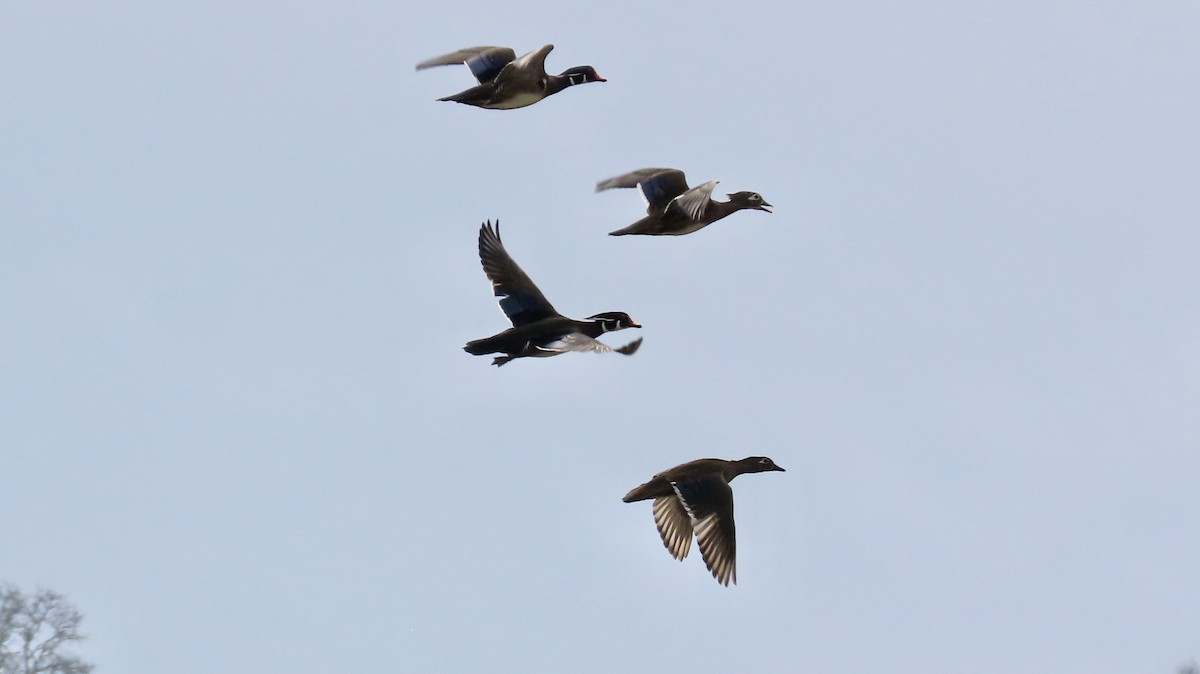 Wood Duck - ML614843576