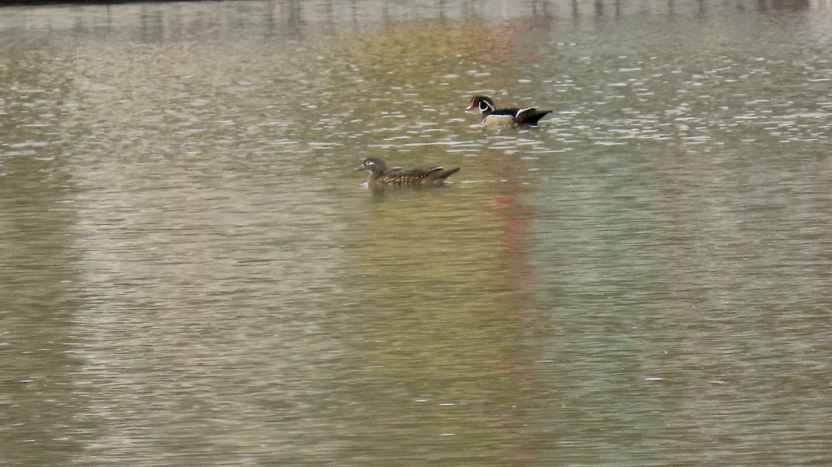 Wood Duck - Petra Clayton