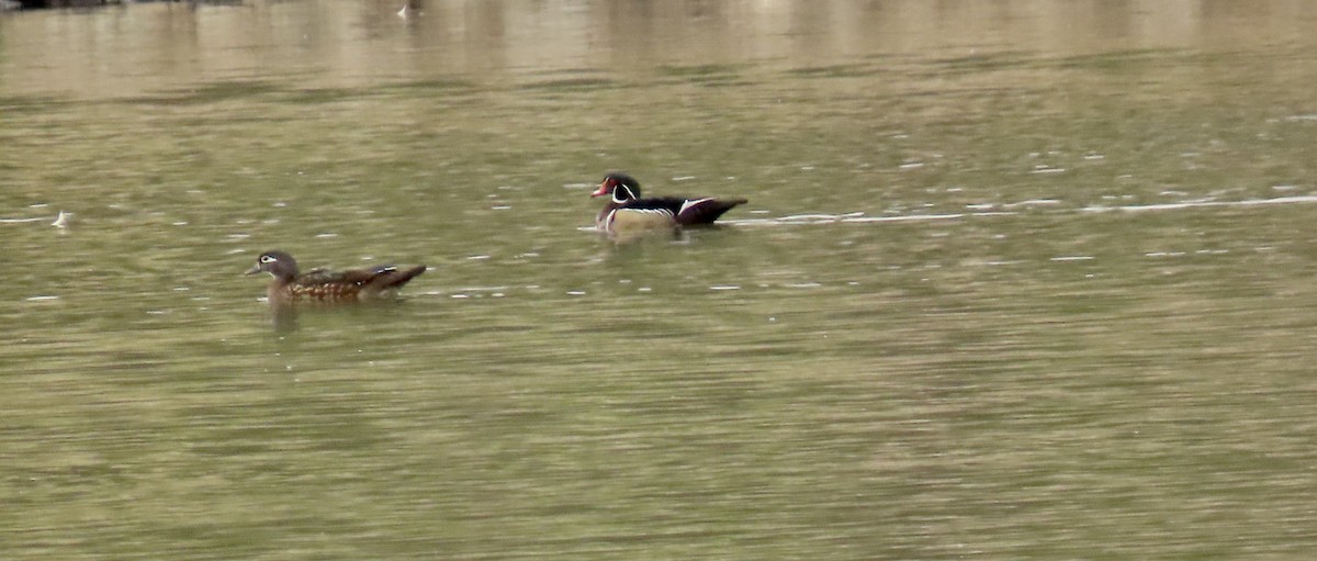 Wood Duck - ML614843585