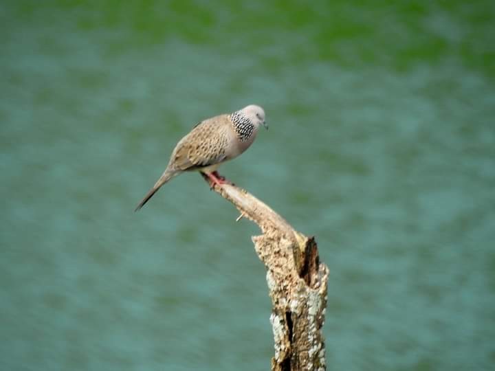 Spotted Dove - YM Liew